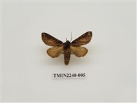 藏品(黃肩舟蛾)的圖片